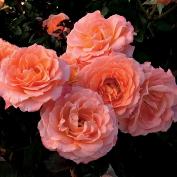 Rosa Floribunda 'Jump For Joy' - Jump For Joy Rose