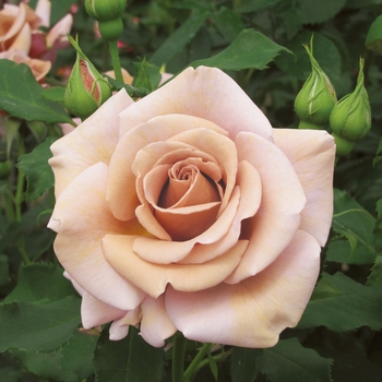 Rosa Floribunda 'Koko Loko' - Koko Loko Rose