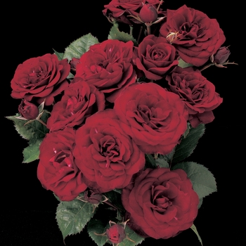 Rosa Floribunda 'Lava Flow' - Lava Flow Rose