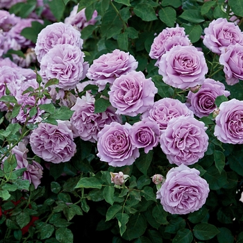 Rosa Floribunda 'Love Song' - Love Song Rose