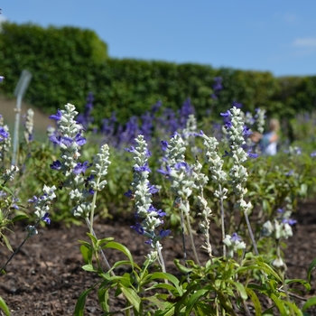 Salvia farinacea 'Strata 05F06C-2' - Mealy-cup Sage