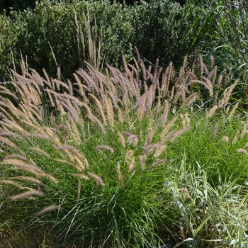 Pennisetum orientale 'Karley Rose' - Oriental Fountain Grass