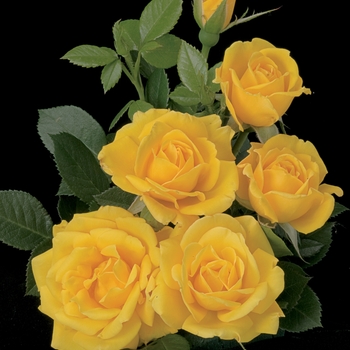 Rosa 'Shockwave' - Floribunda Rose