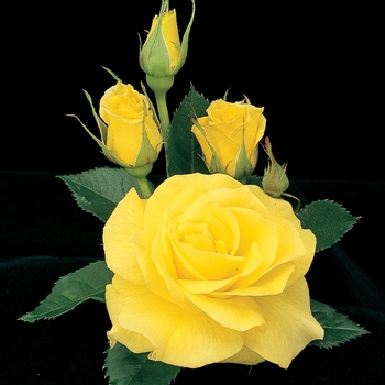 Rosa Floribunda 'Sunsprite' - Sunsprite Rose