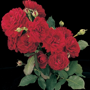 Rosa Climber 'All Ablaze' - All Ablaze Rose