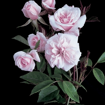 Rosa Climber 'Cecile Brunner' - Climbing Cecile Brunner Rose