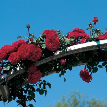 Rosa Climber 'Don Juan' - Don Juan Climbing Rose