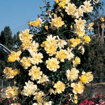 Rosa Climber 'Golden Showers' - Golden Showers Climbing Rose