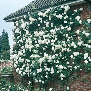 Rosa Climber 'Iceberg' - Iceberg Climbing Rose