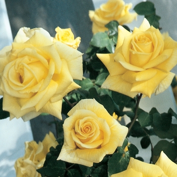 Rosa Climber 'Royal Gold' - Royal Gold Climbing Rose
