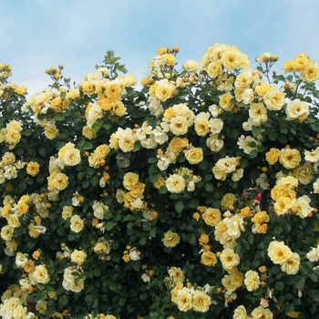Rosa Climber 'Skys the Limit' - Skys the Limit Climbing Rose