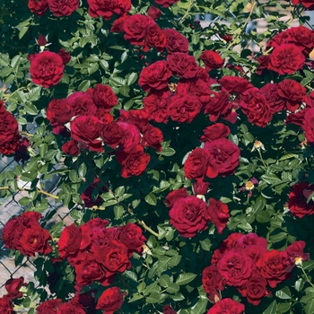 Rosa Climber 'Valentines Day' - Valentines Day Climbing Rose