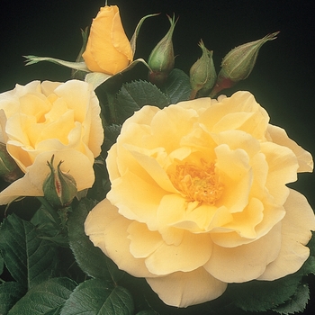 Rosa Rugosa 'Topaz Jewel' - Topaz Jewel Rose