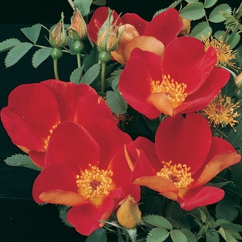 Rosa foetida 'Austrian Copper' - Austrian Copper Rose