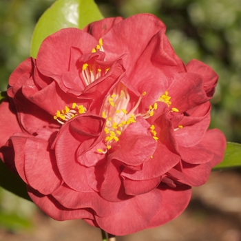 Camellia japonica 'Mrs. Charles Cobb' - Camellia Mrs. Charles Cobb