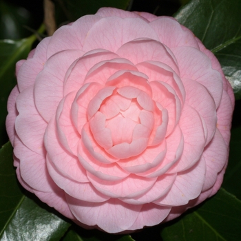 Camellia japonica 'Pink Perfection' - Camellia