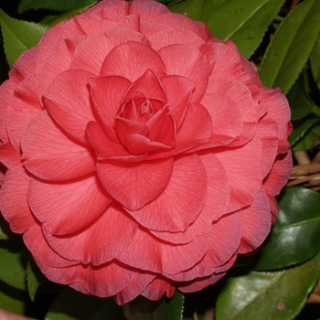 Camellia japonica 'Nuccio's Bella Rossa' - Camellia Nuccio's Bella Rosa