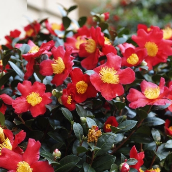 Camellia sasanqua 'Yuletide' - Yuletide Camellia
