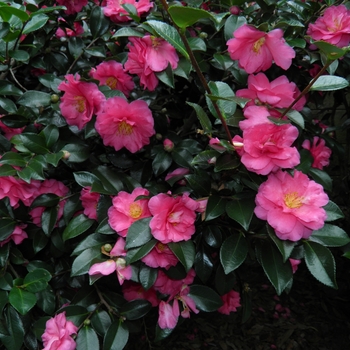 Camellia hiemalis 'Shishi-Gashira' - Shishi-Gashira Camellia