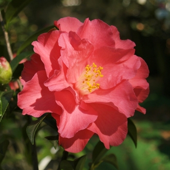 Camellia 'Coral Delight' - Coral Delight Camellia