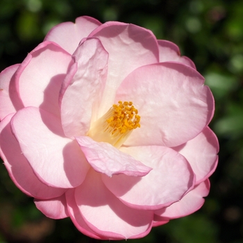 Camellia 'Taylor's Perfection' - Taylor's Perfection Camellia