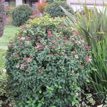 Viburnum tinus 'Spring Bouquet' - Viburnum