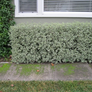 Pittosporum tenuifolium 'Marjorie Channon' - Marjorie Channon Pittosporum