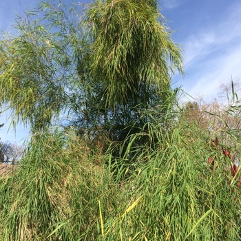 Otatea acuminata - Mexican Weeping Bamboo