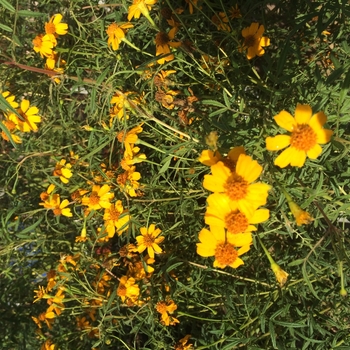 Tagetes lemmonii - Mexican Bush Marigold