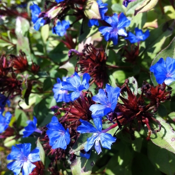Ceratostigma plumbaginoides - Leadwort