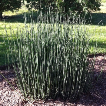 Equisetum hyemale - Scouring Rush