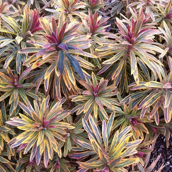 Euphorbia martinii 'Ascot Rainbow' - Martin's Spurge Euphorbia martinii 'Ascot Rainbow' - Martin's Spurge