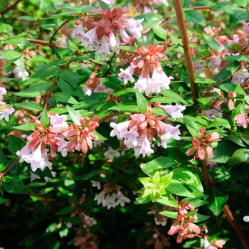 Abelia x grandiflora 'Edward Goucher'