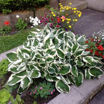 Hosta 'Patriot' - Plantain Lily