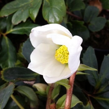 Helleborus niger - Christmas Rose
