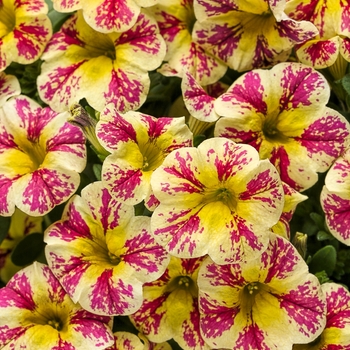 Calibrachoa hybrid - Superbells® Holy Moly!®