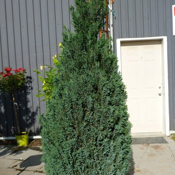 Chamaecyparis lawsoniana 'Ellwoodii' - Ellwood's Lawson Falsecypress