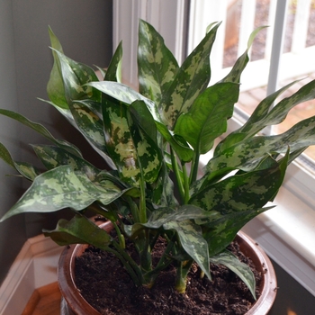 Aglaonema