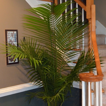 Ravenea rivularis - Majesty Palm