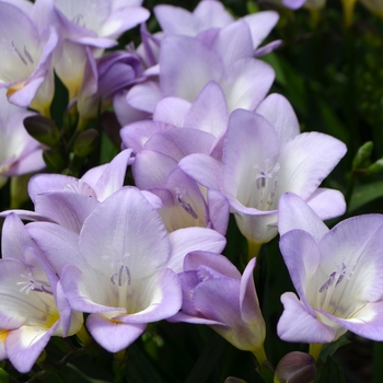 Iridaceae - Freesia