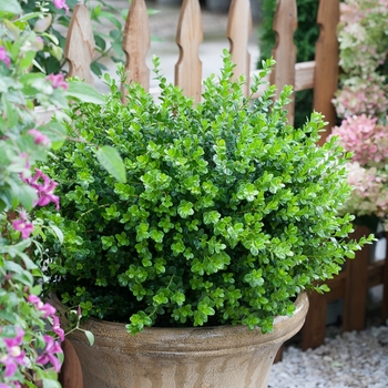 Buxus microphylla - Sprinter®