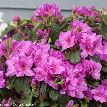 Rhododendron x - Bloom-A-Thon® Lavender