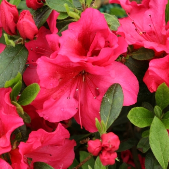 Rhododendron x - Bloom-A-Thon® Red 