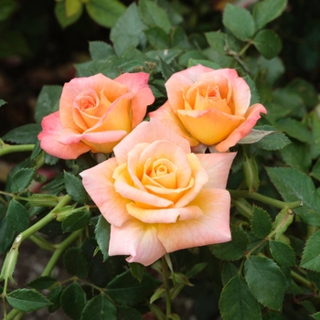 Rosa 'Cutie Pie' - Cutie Pie Patio Rose