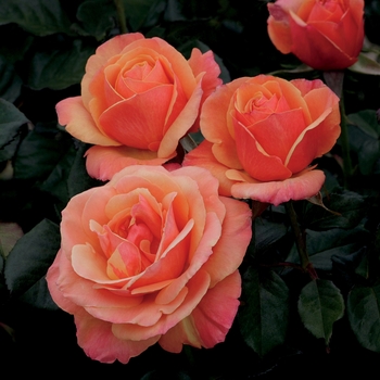 Rosa - 'Anna's Promise;' Hybrid Tea Rose