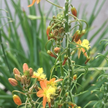 Bulbine frutescens 'Hallmark' - Bulbine