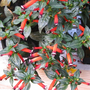 Cuphea 'Vermillionaire' - Cigar Plant