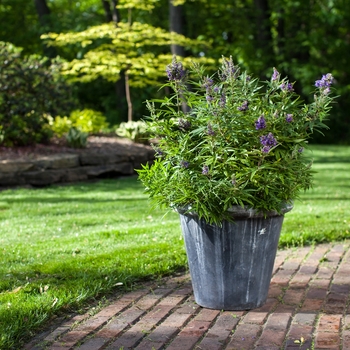 Vitex agnus castus 'Blue Puffball' - Dwarf Chaste Tree