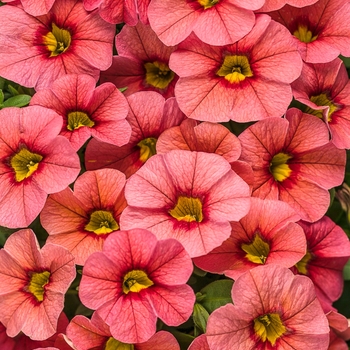 Calibrachoa hybrid - Superbells® Coralina