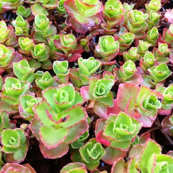 Sedum spurium 'Dragon's Blood' - Sedum Dragons Blood